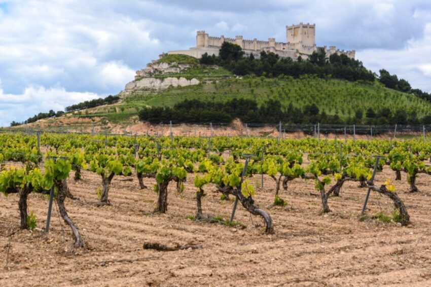 2150e3c8bbaf4a82b7e807db71f25057 ribera rueda wine trail valladolid